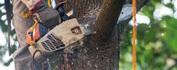 Best Tree Health Inspection  in Willard, OH