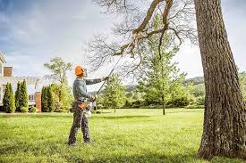 Best Tree Maintenance Programs  in Willard, OH