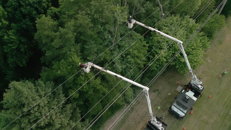 Best Emergency Tree Removal  in Willard, OH