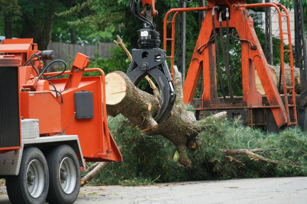 Best Palm Tree Trimming  in Willard, OH