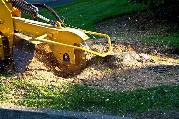 Best Tree Mulching  in Willard, OH