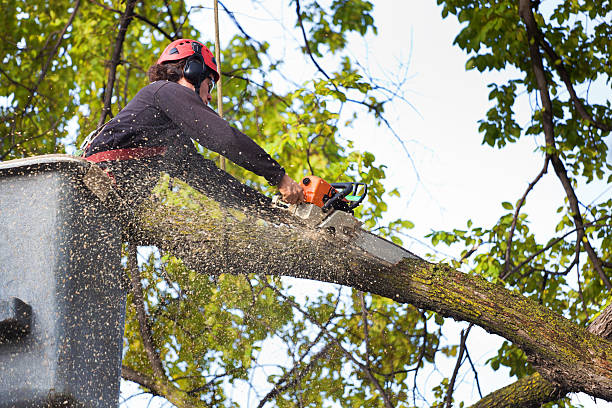 How Our Tree Care Process Works  in  Willard, OH