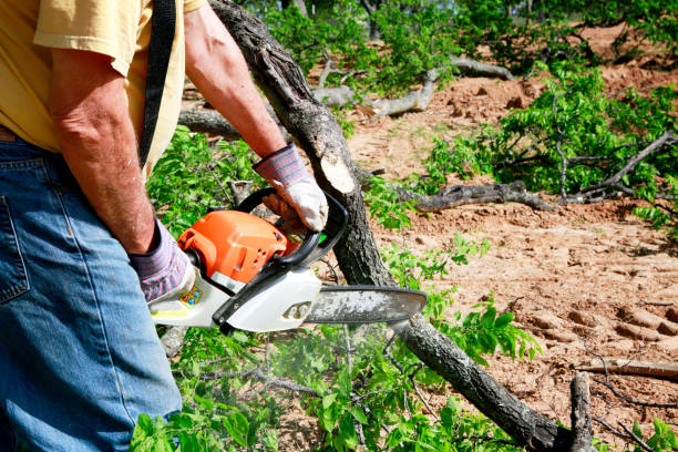 Reliable Willard, OH  Tree Services Solutions